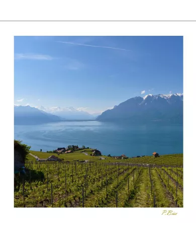 Cartes Lavaux - 1664-41