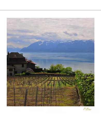 Cartes Lavaux - 2386-40