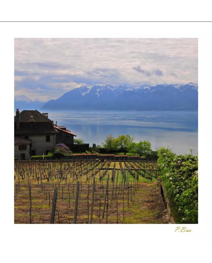 Cartes Lavaux - 2386-40