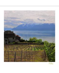Cartes Lavaux - 4025-42