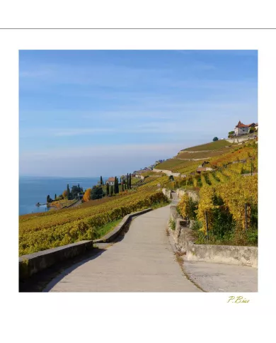 Cartes Lavaux - 4208-42