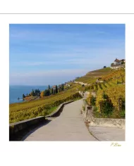 Cartes Lavaux - 4208-42