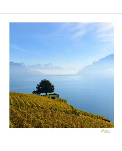 Cartes Lavaux - 4221-42