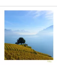 Cartes Lavaux - 4208-42