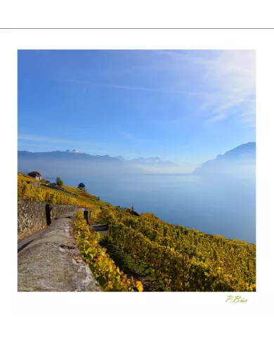Cartes Lavaux - 4227-42
