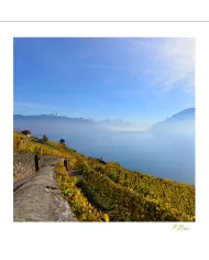 Cartes Lavaux - 4228-42