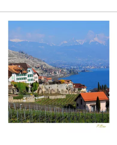 Cartes Lavaux - 5005-40