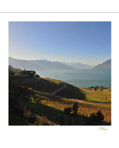 Cartes Lavaux - 8377-41