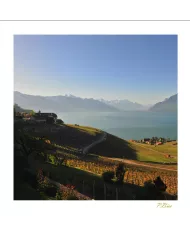 Cartes Lavaux - 8377-41