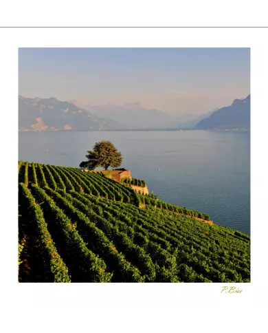 Cartes Lavaux - 9358-41