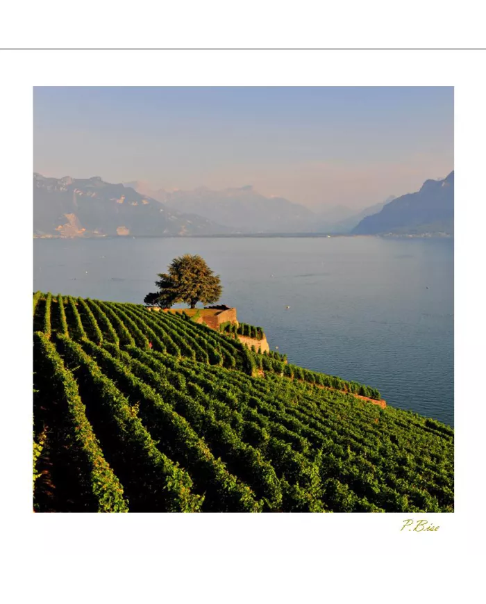 Cartes Lavaux - 9358-41