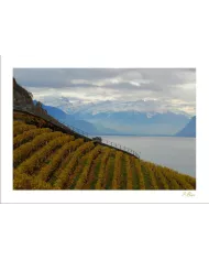 Cartes Lavaux - 812-41