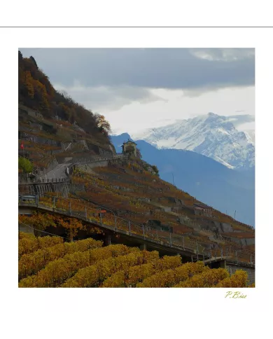 Cartes Lavaux C15 - 219-42