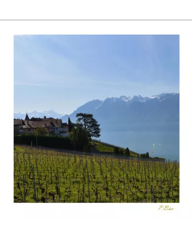 Cartes Lavaux C15 - 1270-40