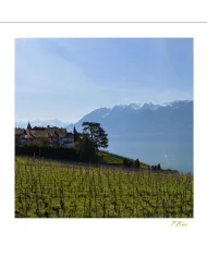Cartes Lavaux C15 - 1034-42