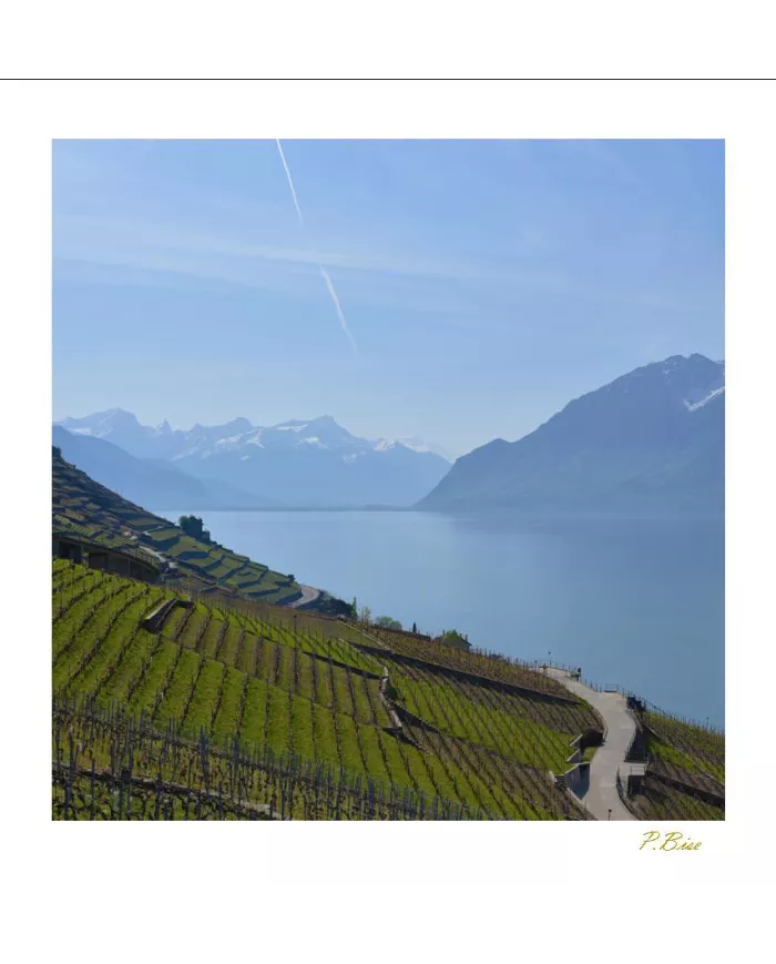 Cartes Lavaux C15 - 1284-40