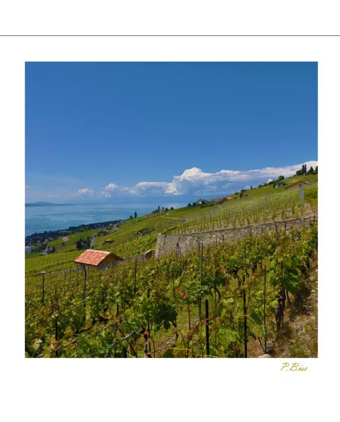 Cartes Lavaux C15 - 1334-41