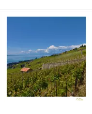 Cartes Lavaux C15 - 1340-41