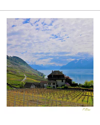 Cartes Lavaux C15 - 2389-40