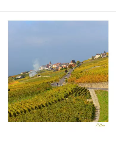 Cartes Lavaux C15 - 3962-42