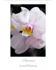 Cartes Condoléances Fleurs - 144-003