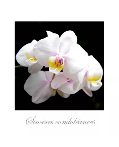 Cartes Condoléances Fleurs - 35-003