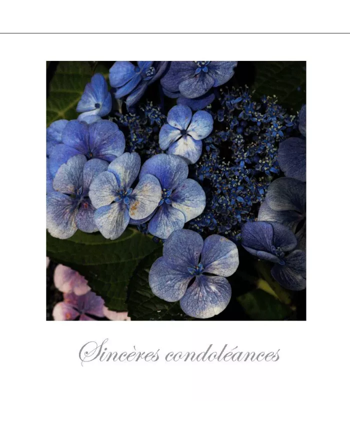 Cartes Condoléances Fleurs - 172-003