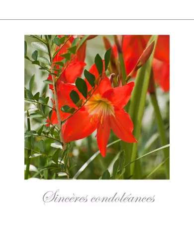 Cartes Condoléances Fleurs - 1035-003
