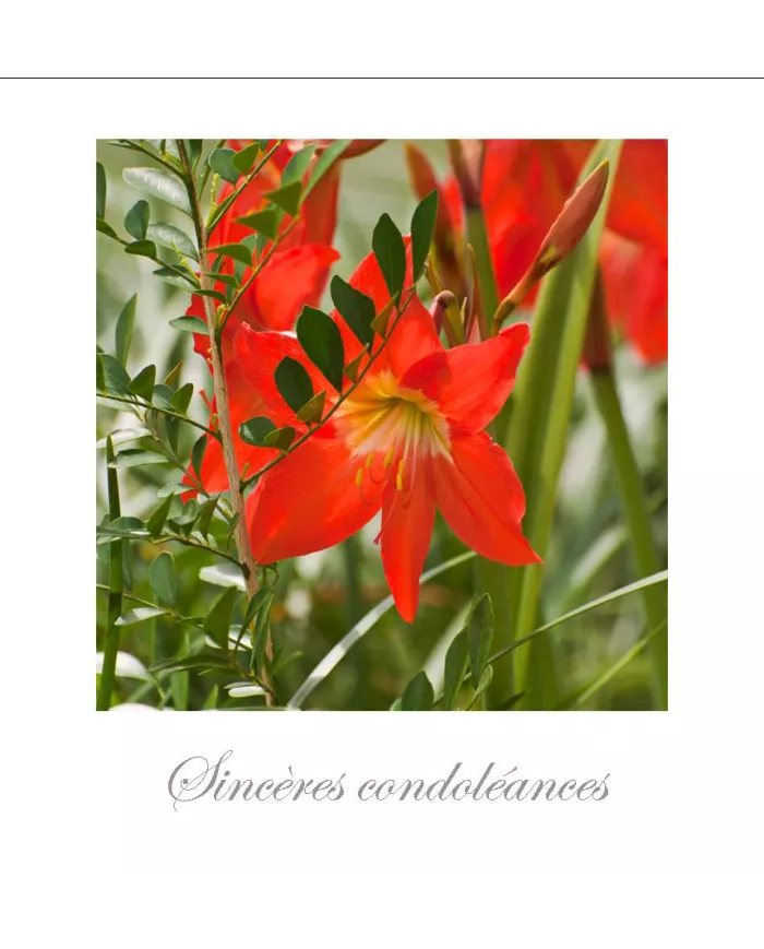 Cartes Condoléances Fleurs - 1035-003