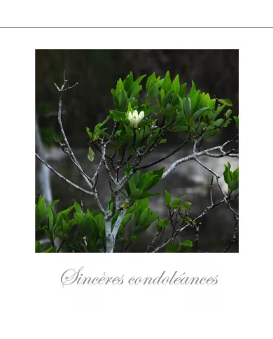 Cartes Condoléances Fleurs - 1861-003