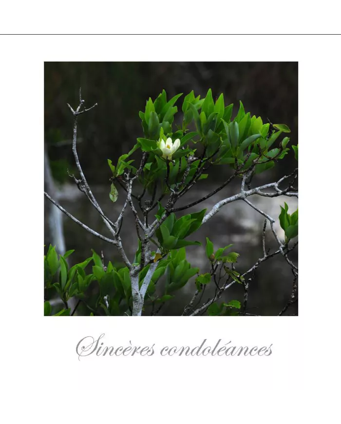 Cartes Condoléances Fleurs - 1861-003