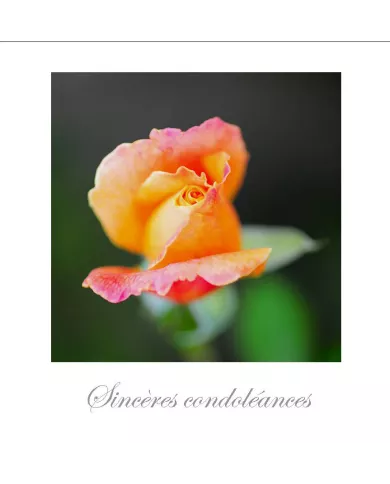 Cartes Condoléances Fleurs - 3230-003