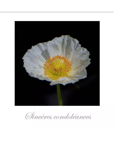 Cartes Condoléances Fleurs - 8713-003