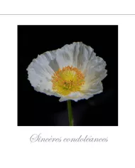 Cartes Condoléances Fleurs - 3532-003